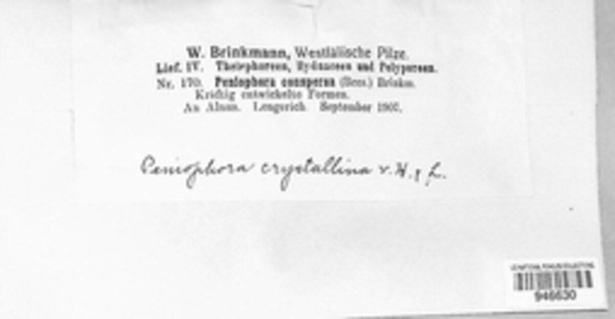 Peniophora conspersa image